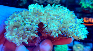 Blue Tip Elegance Coral