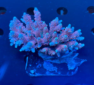 Premium Blue Pink Fiji Acropora Colony