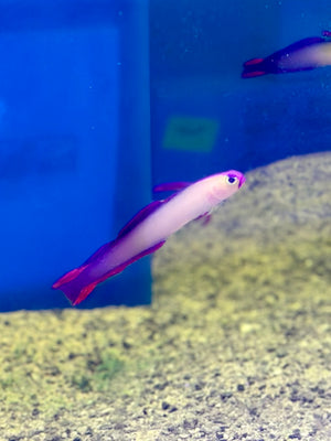 Purple Firefish Goby