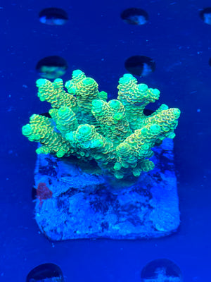 Premium Green Fiji Acropora