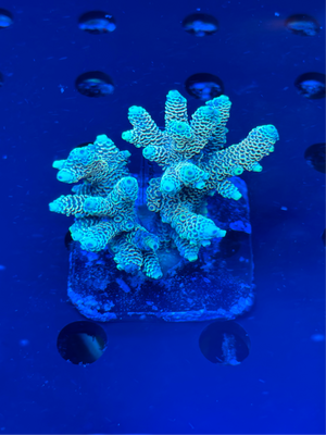 Premium Green and Blue Fiji Acropora Colony