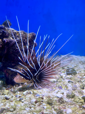 Radiata Lionfish