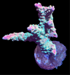 Rainbow Loom Acropora