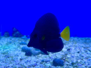 Purple Tang