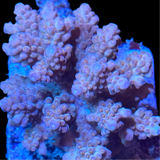 Premium Orange Fiji Acropora Colony