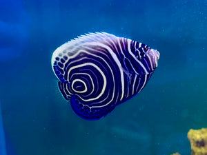 Emperor Angelfish