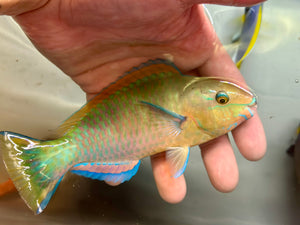 Quoyi Parrot Fish (Reef Safe)