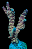 Rainbow Loom Acropora