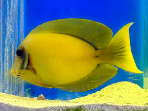 Yellow Mimic (Chocolate) Tang