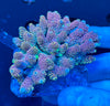 Premium Multicolor Fiji Acropora Colony