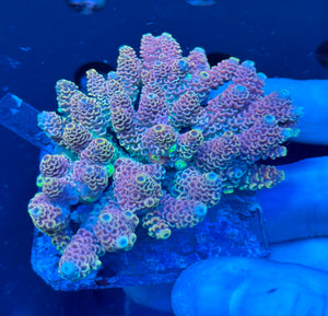 Premium Multicolor Fiji Acropora Colony