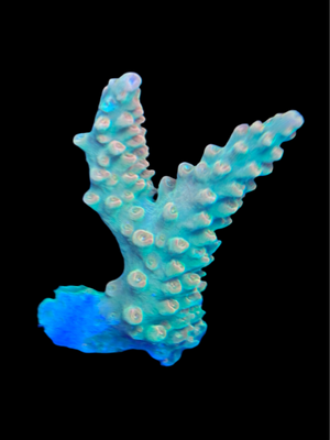 Orange Creamsicle Acropora