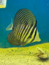 Desjardini Sailfin Tang