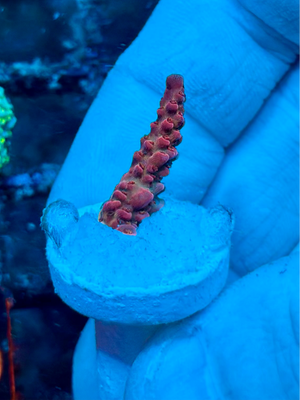 Fox Flame Acropora