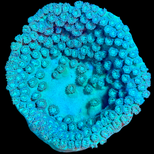 Pagoda Cup Coral