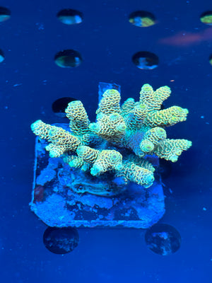 Premium Yellow Fiji Acropora Colony