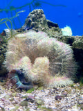 Mini-Maxi Carpet Anemone