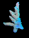 Orange Creamsicle Acropora