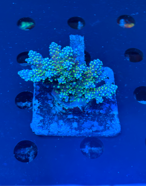 Premium Green Speckled Fiji Acropora Colony