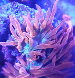 Rainbow Bubbletip Anemone