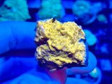 Orange Leptoseris Frag