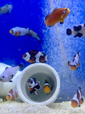 ORA Aquaculture Clownfish