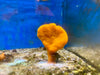 Orange Elephant Ear Sponge