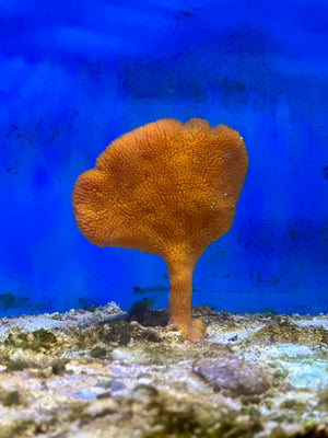 Orange Elephant Ear Sponge