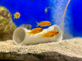 Orange Lyretail Anthias