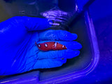 Red Coris Wrasse