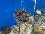 Halloween Urchin