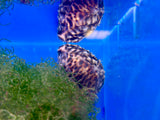 Tiger Cowrie