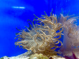 Long Tentacle Anemone