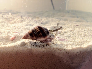 Nassarius Snail