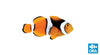 ORA Aquaculture Clownfish