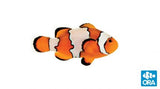 ORA Aquaculture Clownfish